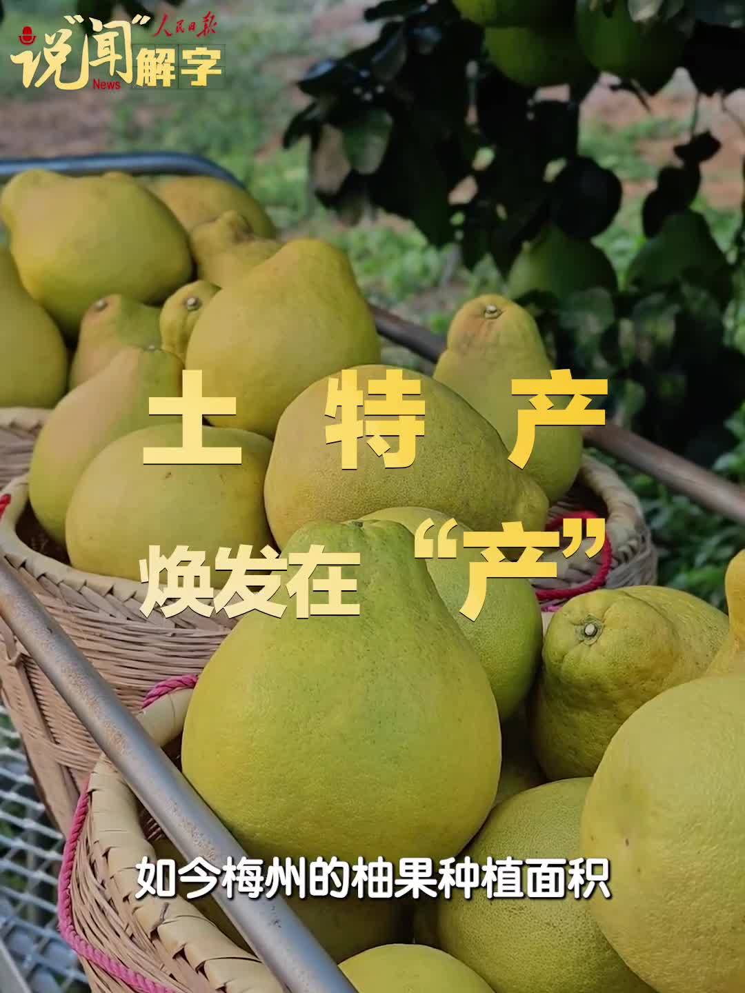 说“闻”解字·从总书记关心的梅州金柚，读懂乡村的“土”“特”“产”