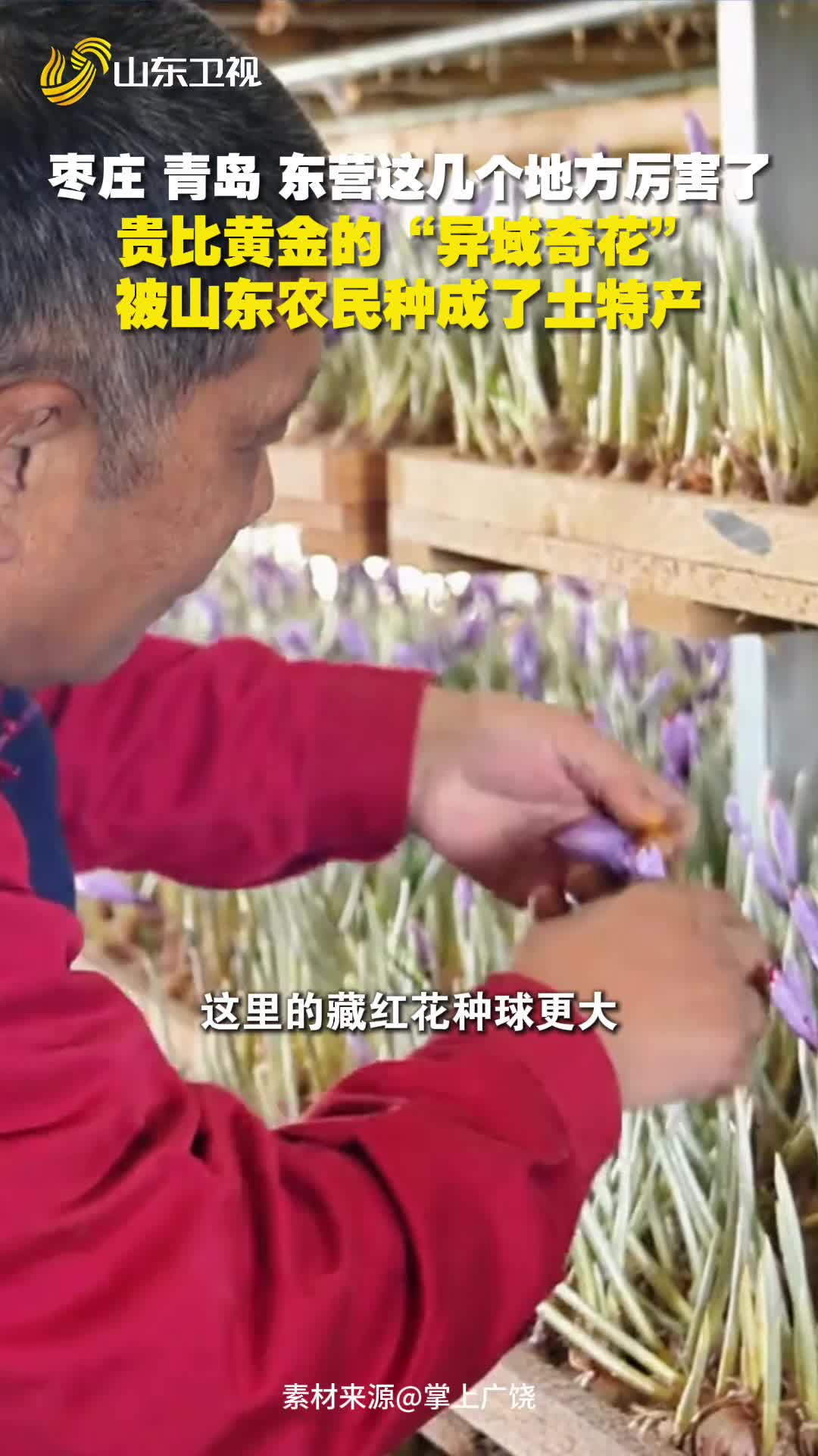 特产大摸底又有惊喜，藏红花被山东人种成了土特产