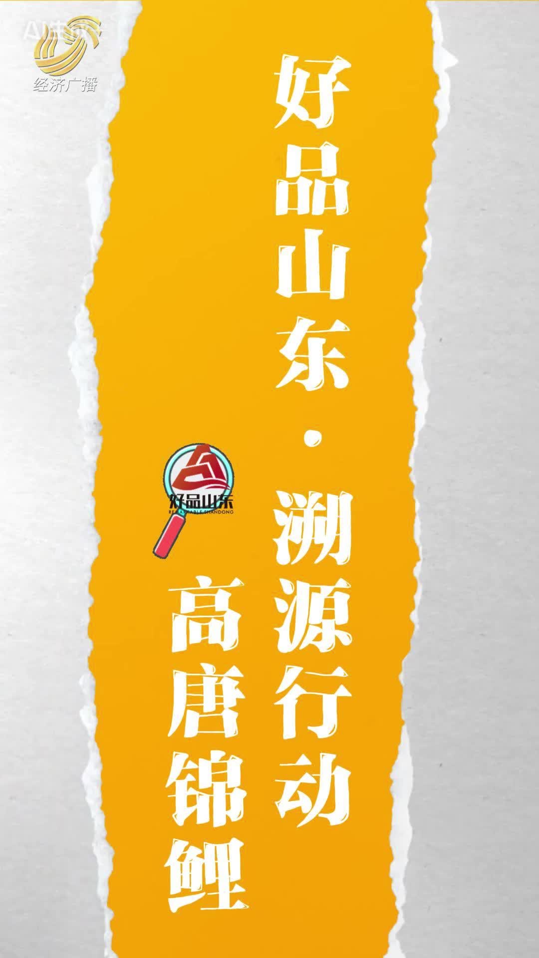 好品山东•溯源故事|高唐锦鲤：从水中游向世界的中国文化使者