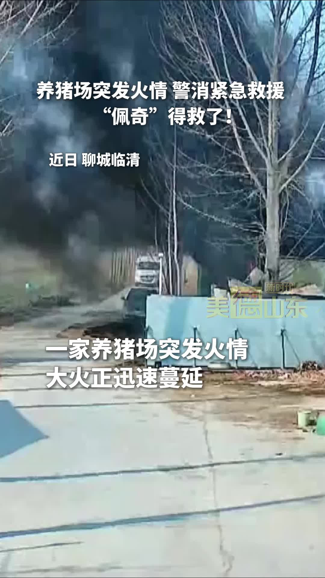 新时代美德山东 | 养猪场突发火情 民警消防急救援 两千多头猪崽得救了