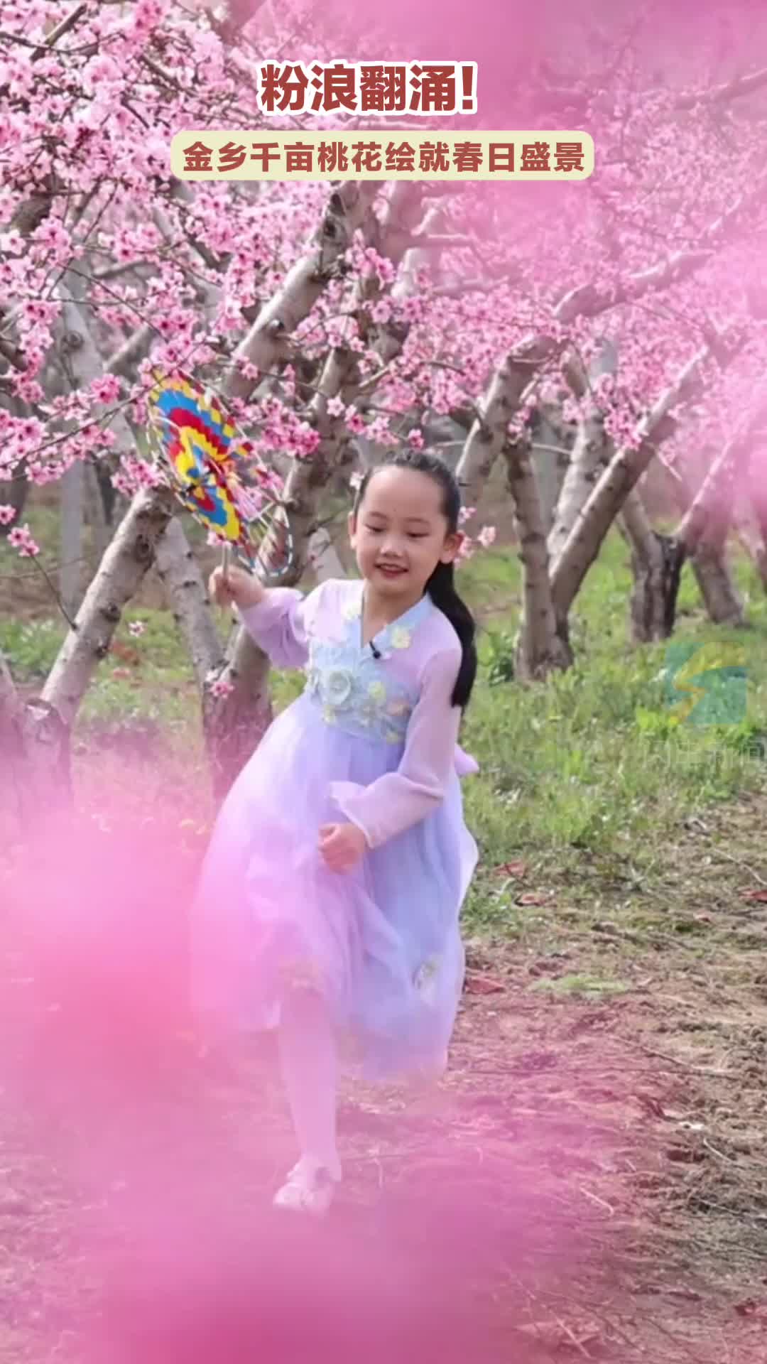 粉浪翻涌！济宁金乡千亩桃花绘就春日盛景