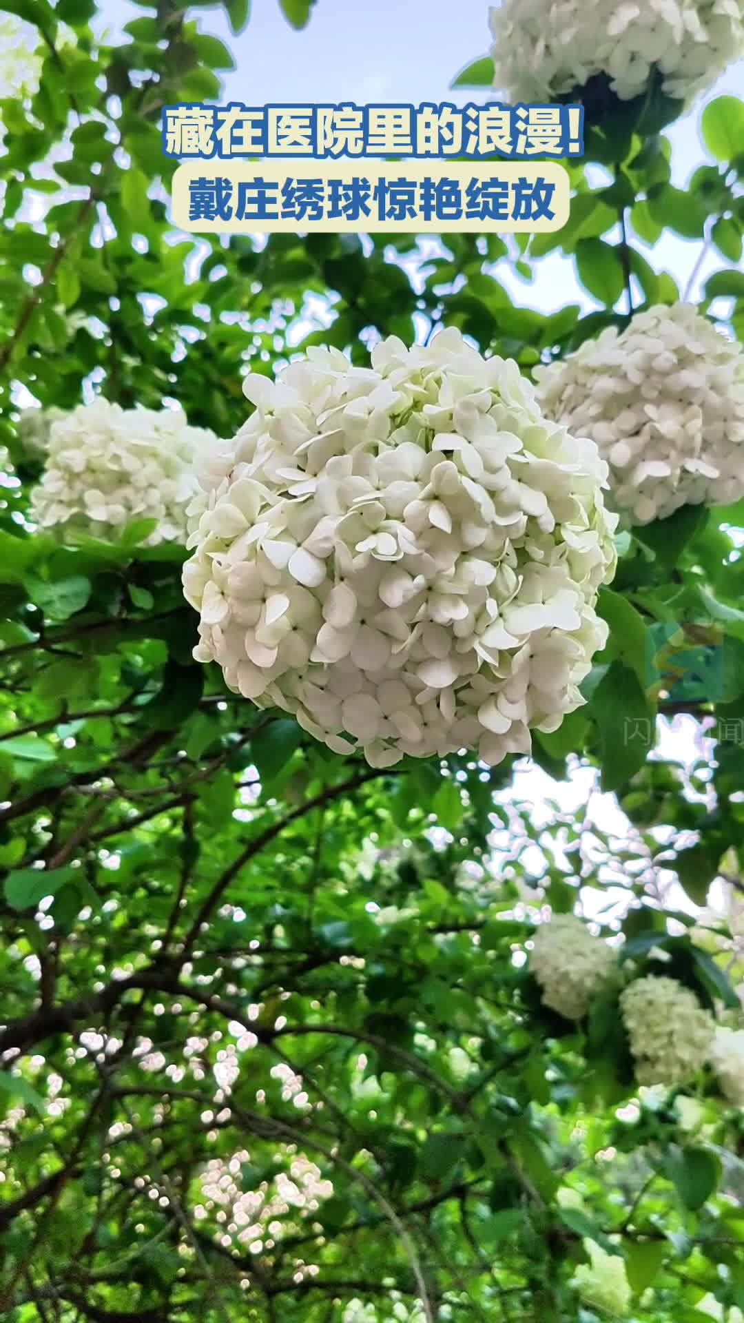藏在医院里的浪漫！戴庄绣球惊艳绽放