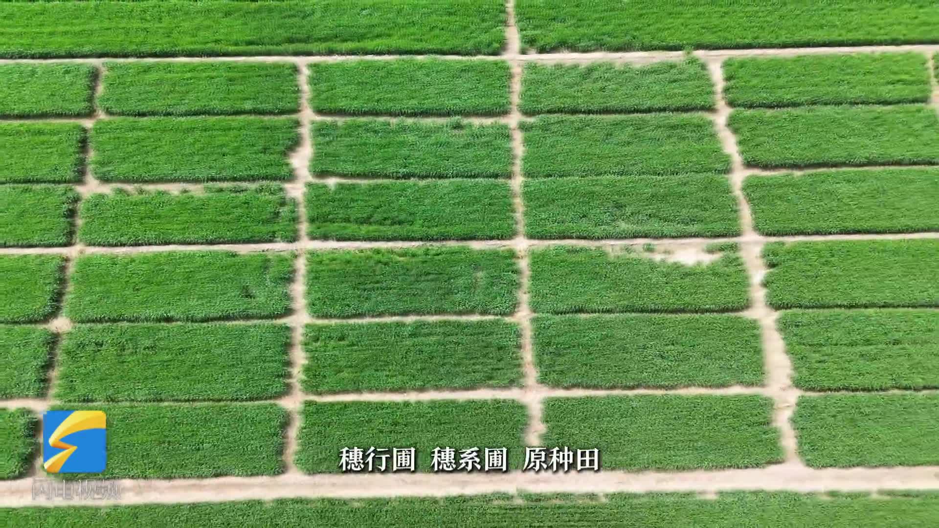 【我们村的“网红”】“90后”硕士何石宝 当上2万亩小麦“田管家”