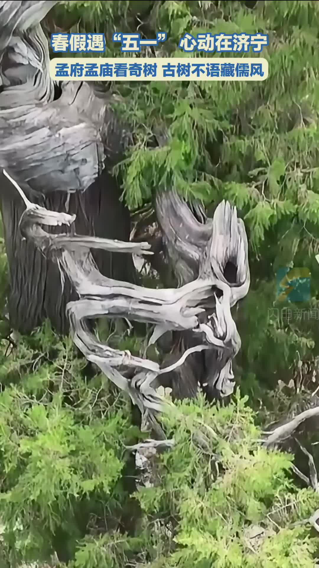 春假遇“五一” 心动在济宁｜孟府孟庙看奇树 古树不语藏儒风