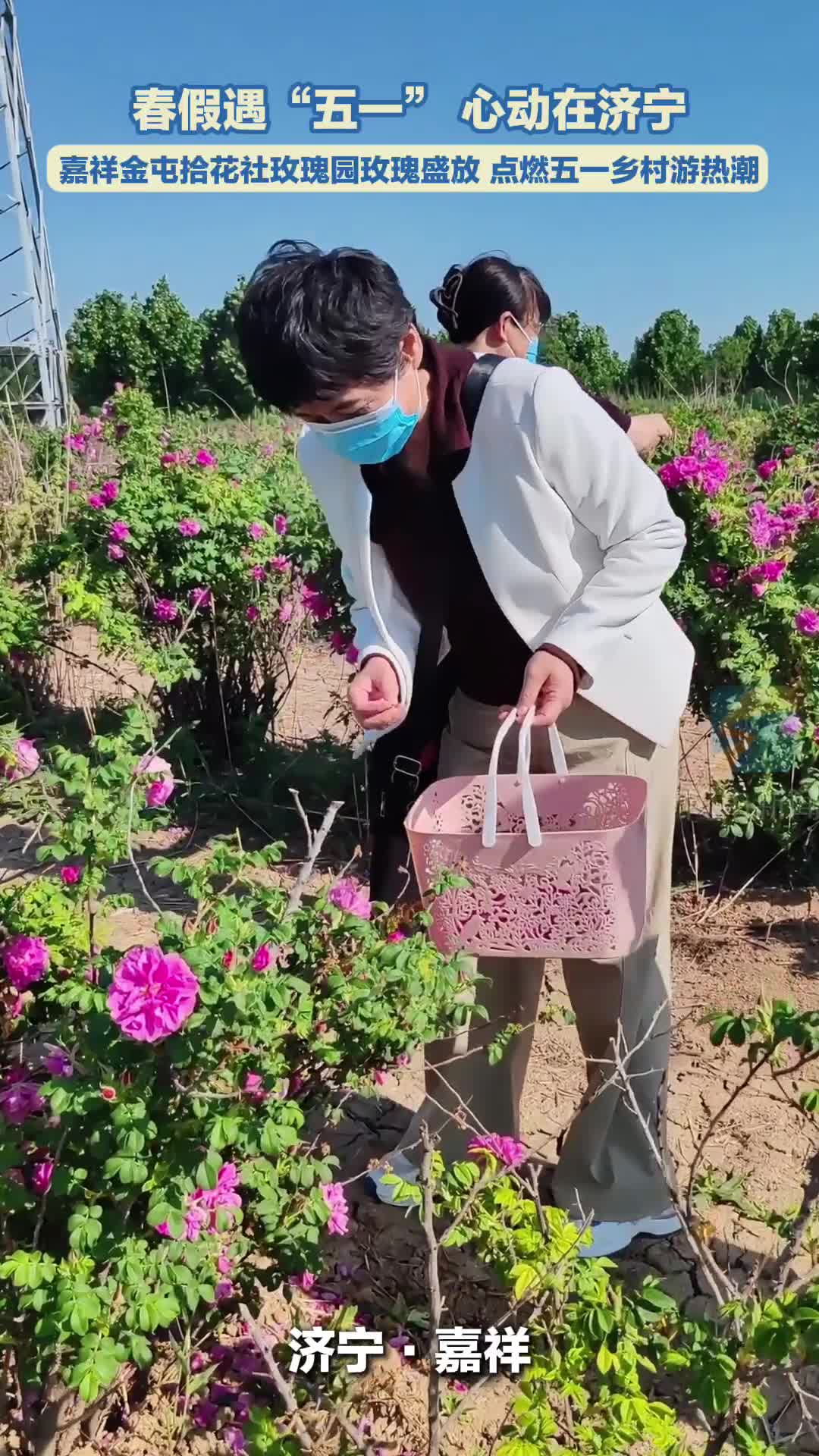 春假遇“五一” 心动在济宁|花香引客来!嘉祥金屯拾花社玫瑰园玫瑰盛放 点燃五一乡村游热潮