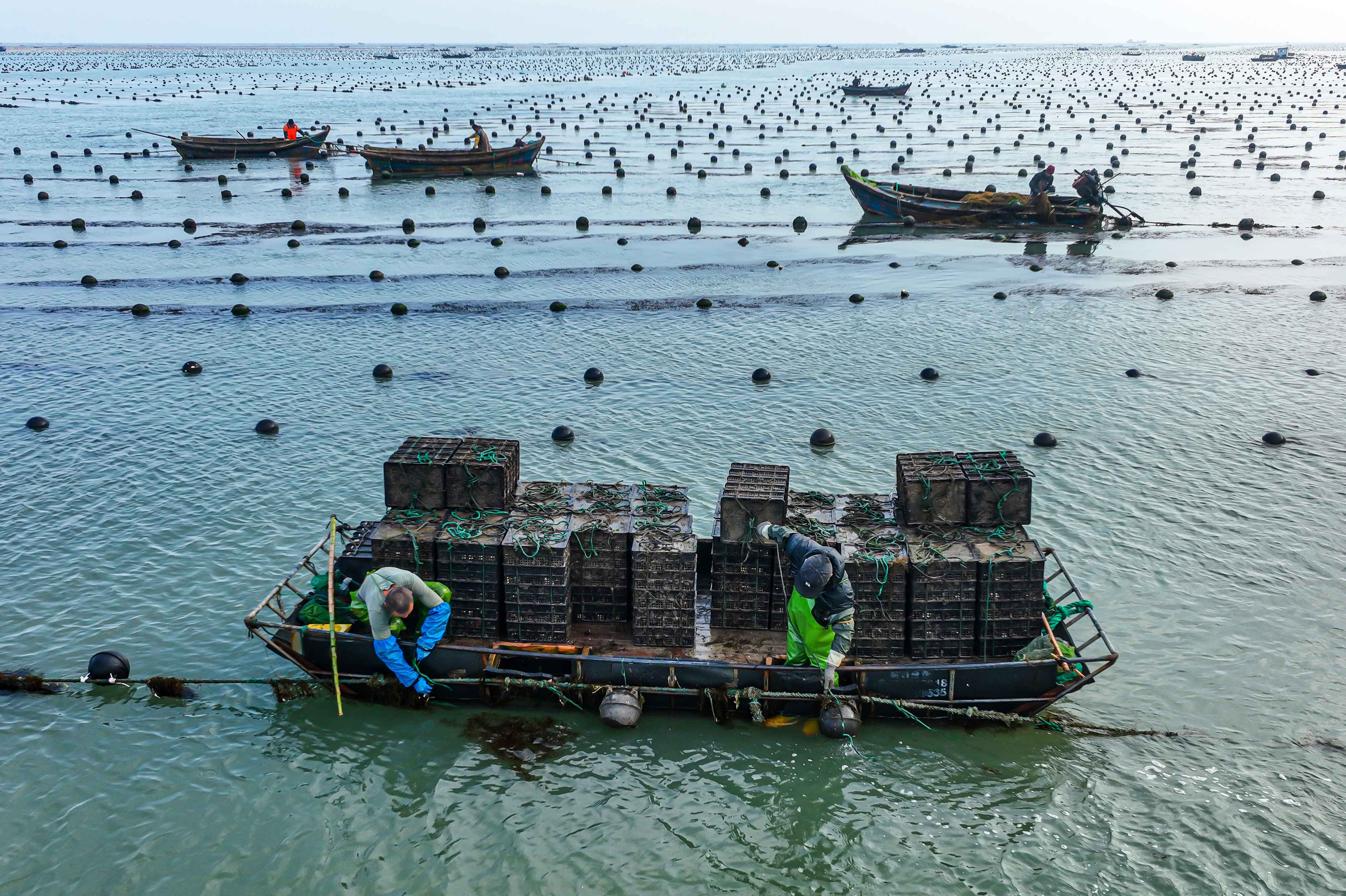 11月10日,在荣成的爱伦湾海洋牧场,渔民从海中手鲍鱼养殖笼.
