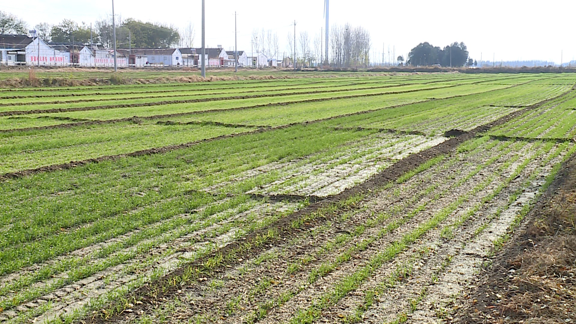 深播导致小麦"黄苗" 农业专家提醒要加强田间管理