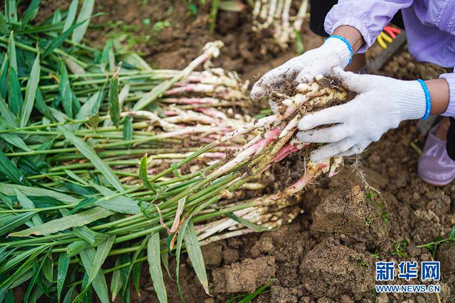 9月7日,安徽省铜陵市义安区天门镇天门村,姜农忙着采收白姜.
