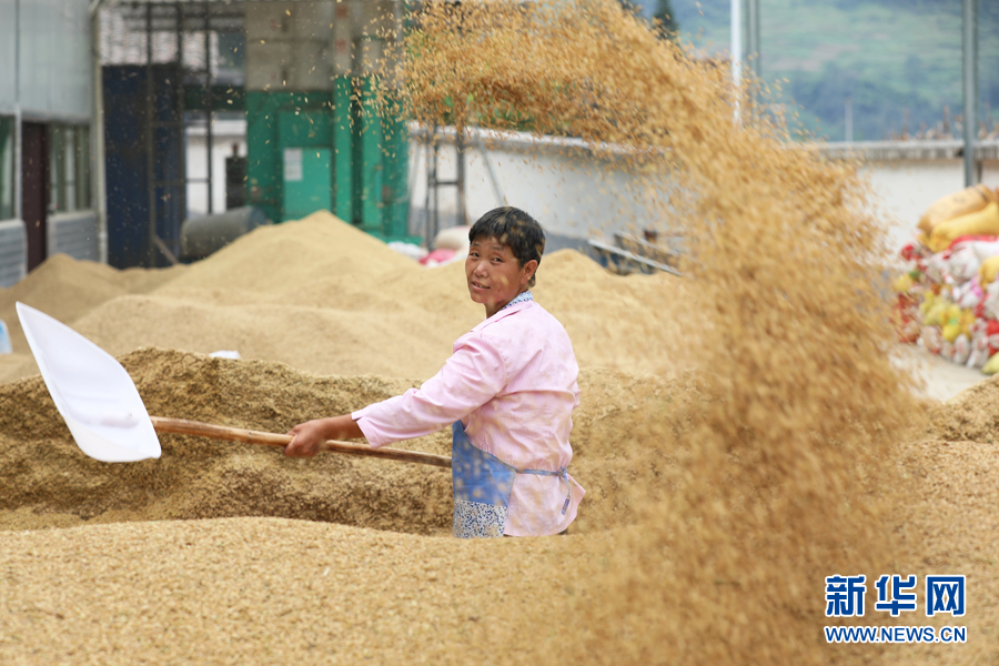 在龟池村稻谷加工厂,村民程珍香正在翻稻谷,享受着丰收的喜悦