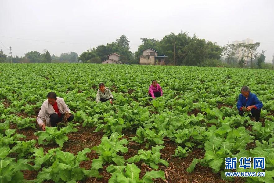 走进乡村看小康丨稻菜轮作让冬闲田变增收田