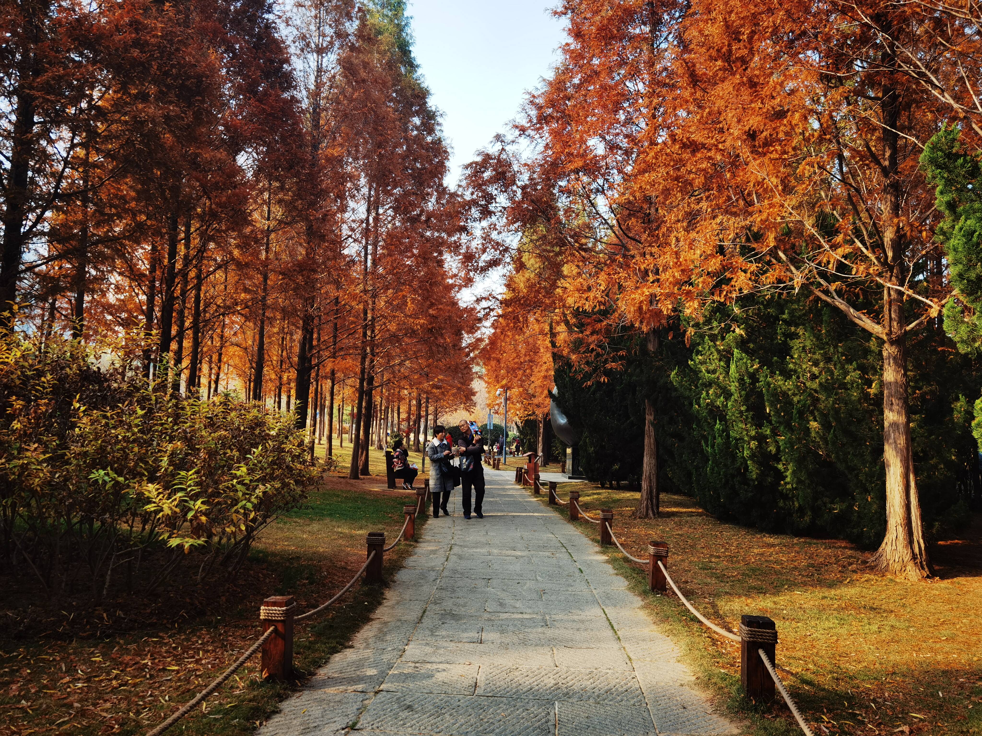初冬的诗意槐荫让人心动