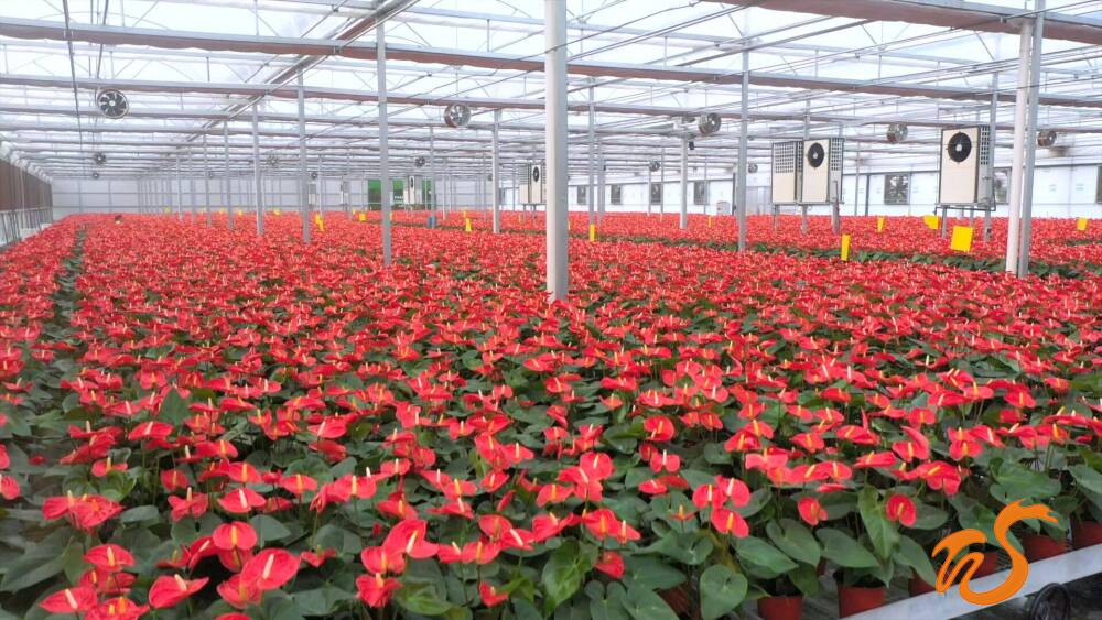 商河县花卉赋能产业链蝶变引领新局面