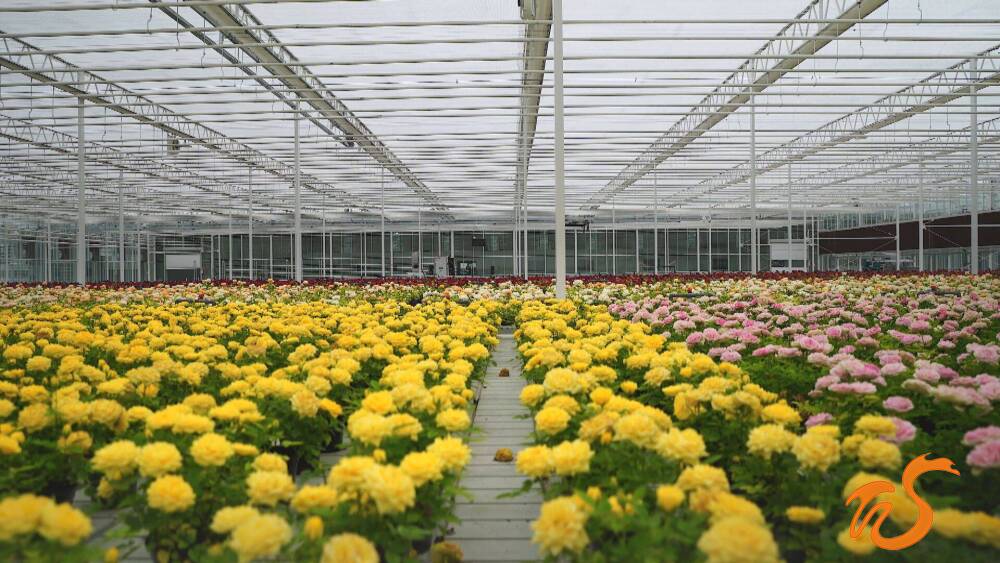 商河县玉皇庙镇全力建设高质量发展经济强镇