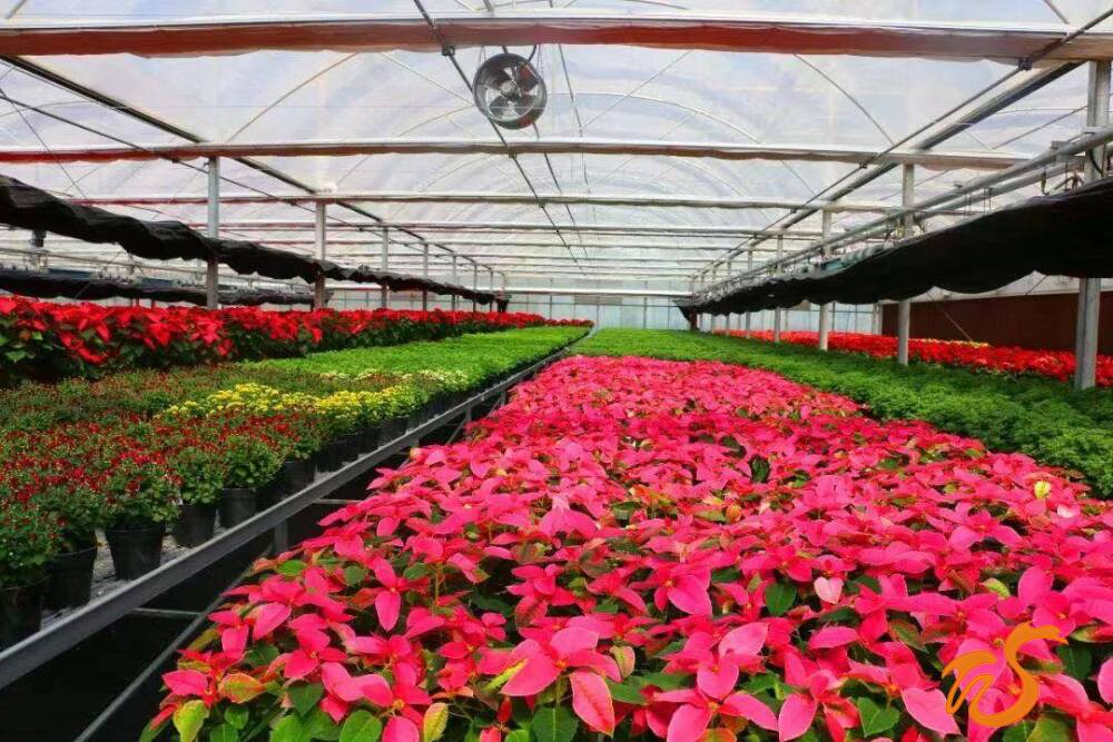 商河县花卉产业趟出乡村振兴高质量发展商河路径