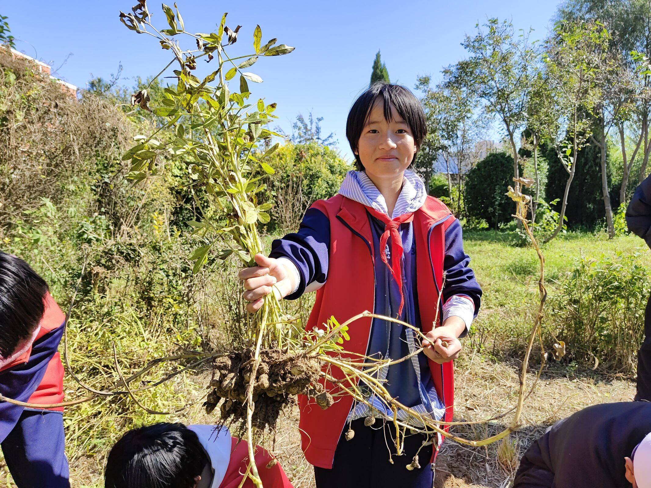 商河县龙桑寺镇中心小学金秋收获季劳动实践我先行