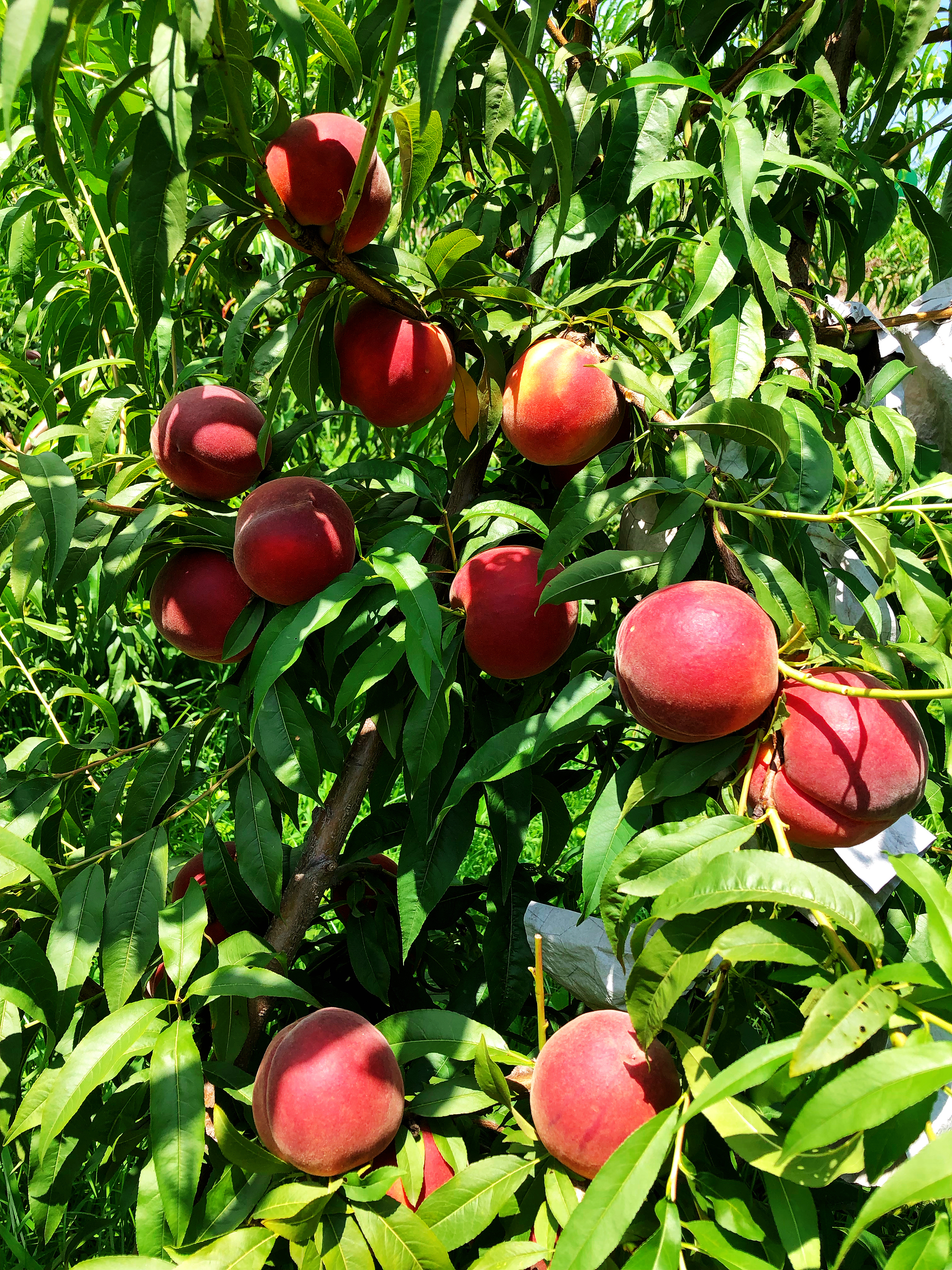 济南平阴:七月黄金桃,原汁原味,悦吃悦享