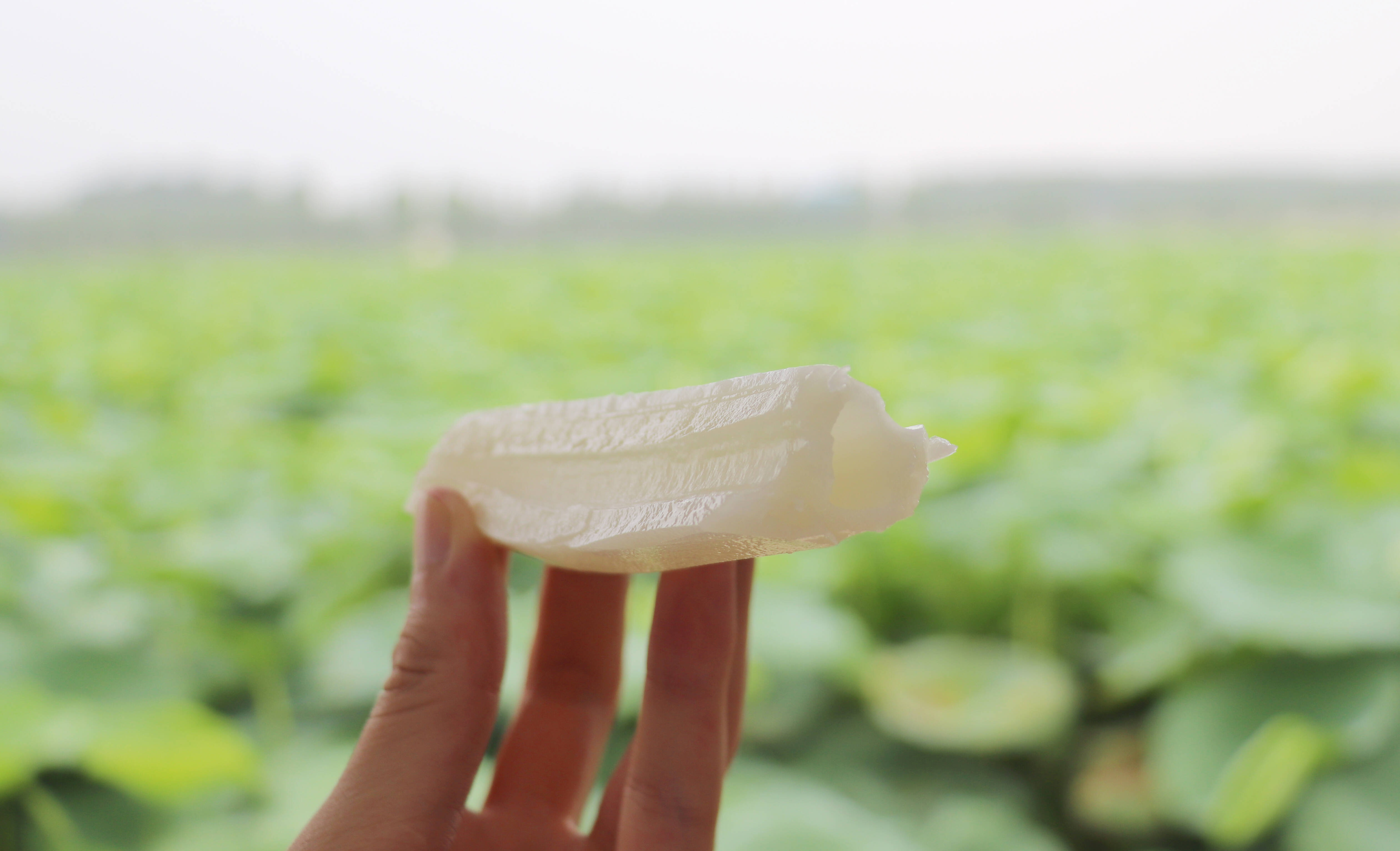 种植的都是从淄博桓台引进的马踏湖白莲藕