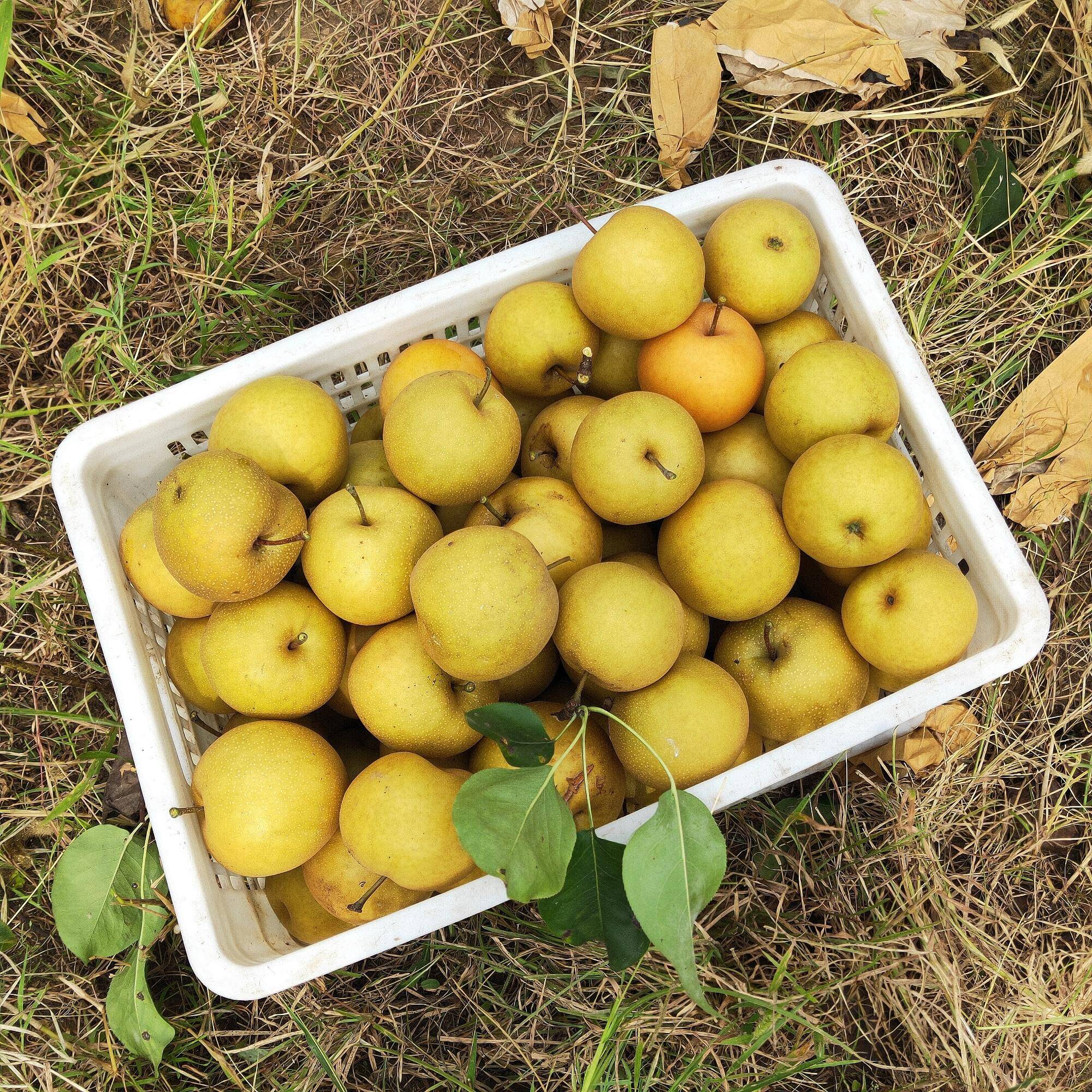 济南平阴黄晶梨成熟秋天的脚步更近了