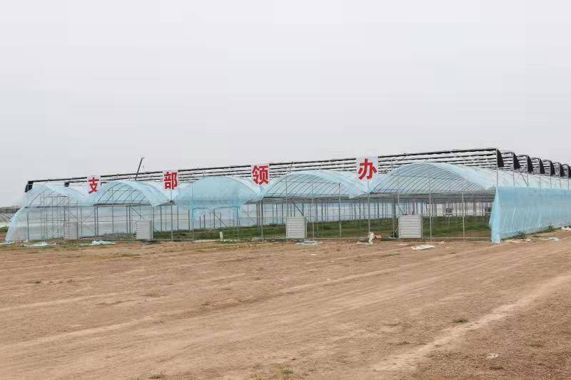 济南市平阴县锦水街道：蔬菜大棚种出乡村振兴富裕路