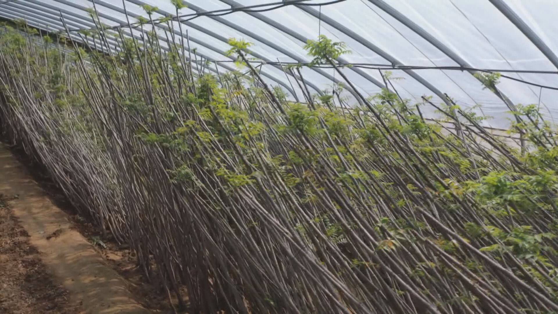 平阴县东阿镇大棚香椿种出致富新路子