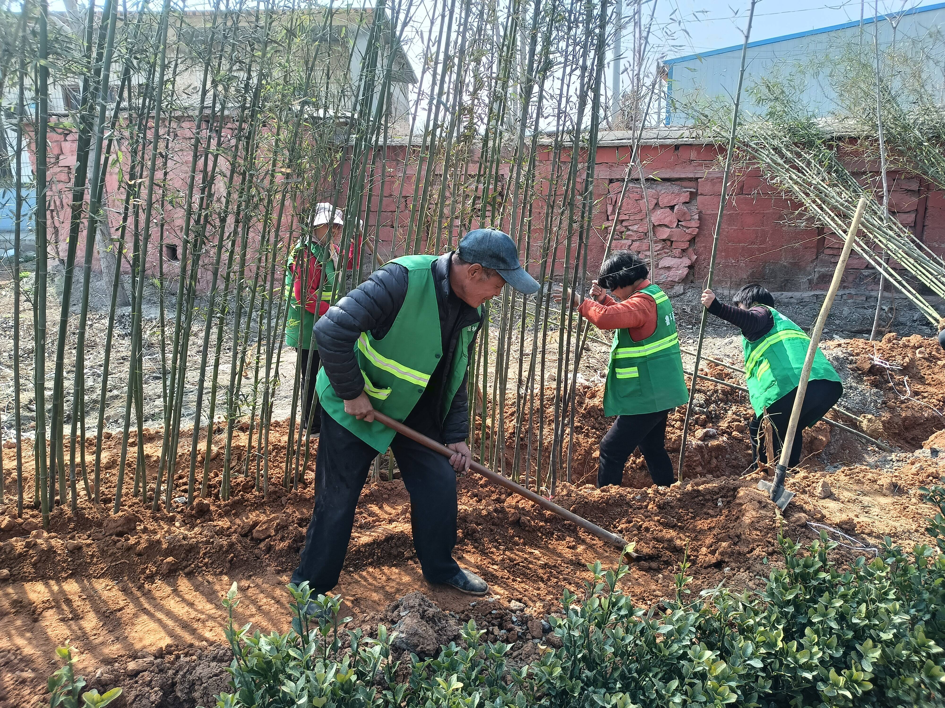 平阴县玫瑰镇 道路绿化施工忙 人居环境再提升