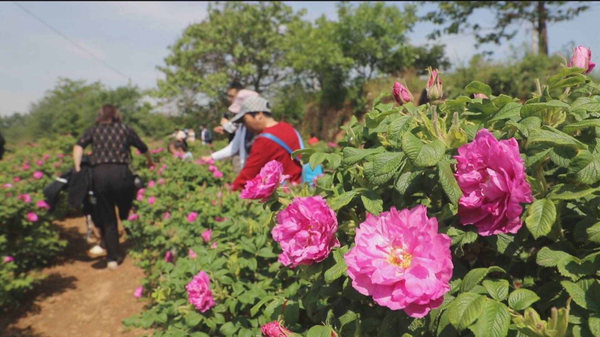 平陰縣玫瑰鎮玫瑰花飄香遊客採摘忙