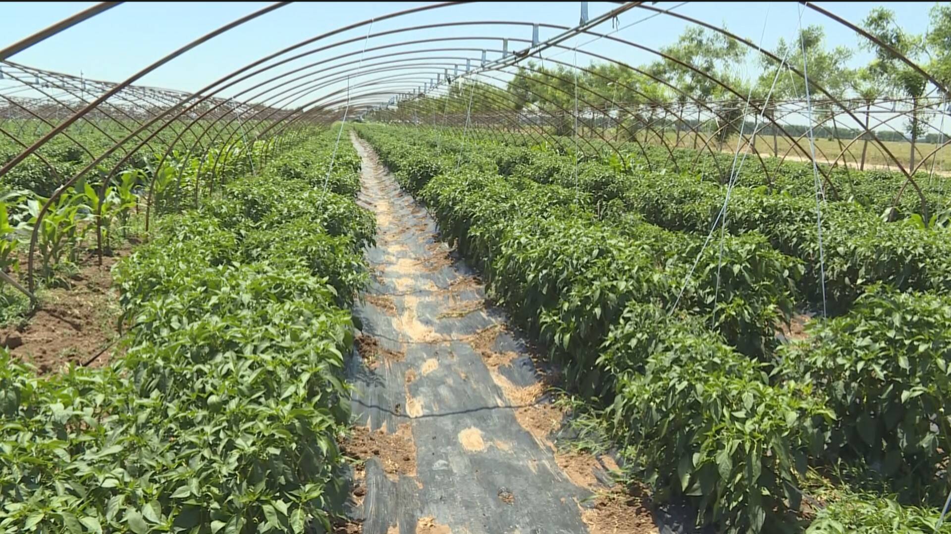 孝直镇12.15万亩耕地,实现喷灌的有20574亩,发展滴灌近万亩,目前已