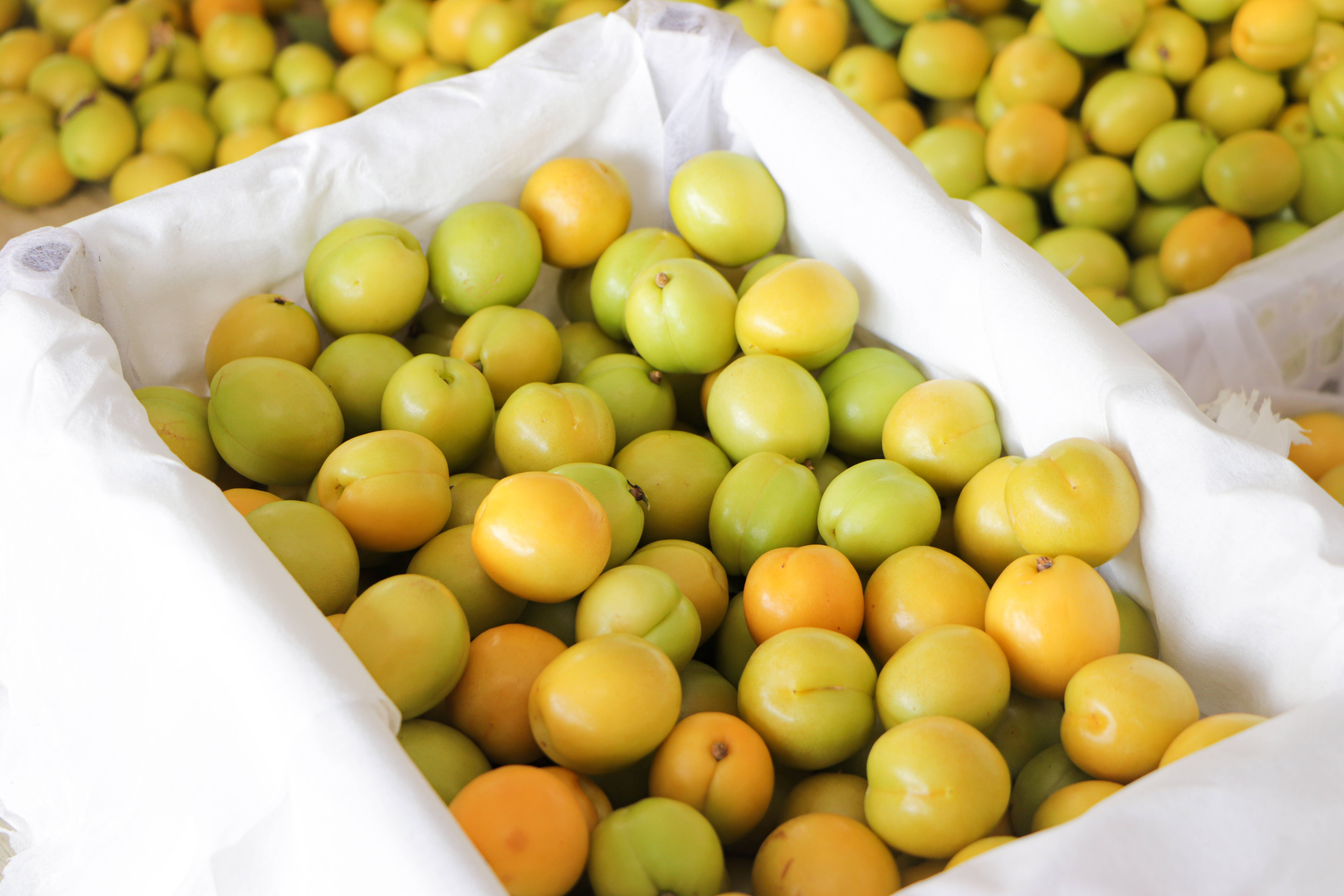 科学的生物防治技术和物理除虫方法,生产的樱桃,油桃,珍珠油杏等产品