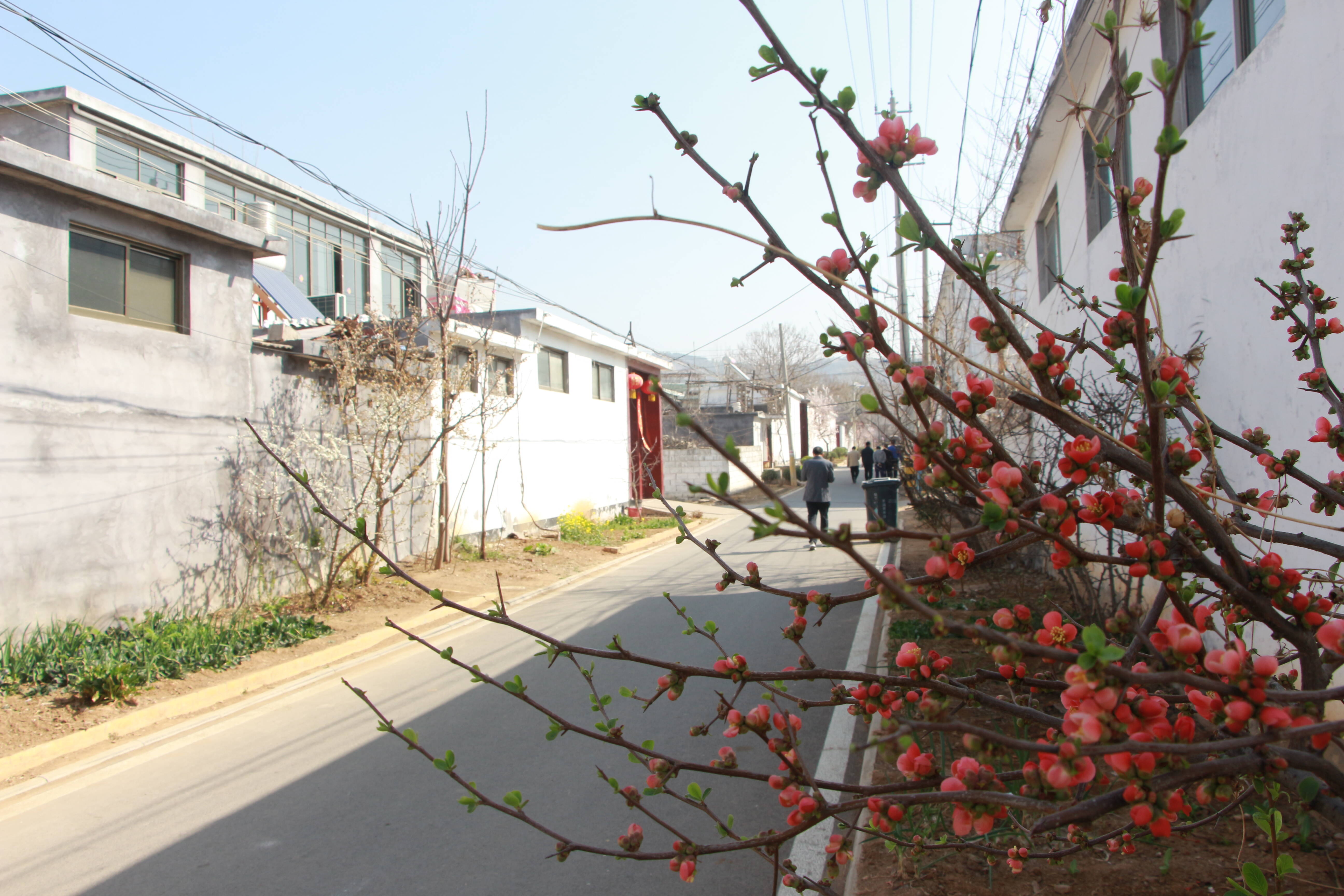 滕州市南沙河镇开展人居环境整治提升乡村颜值