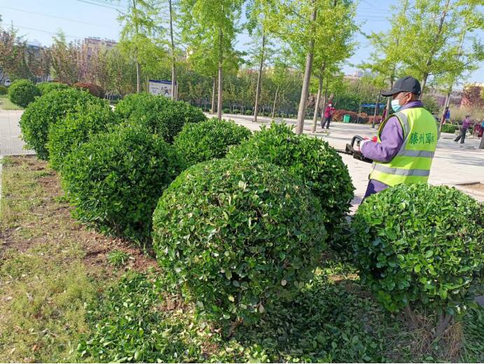 滕州市开展道路节点绿化提升行动扮靓城市窗口