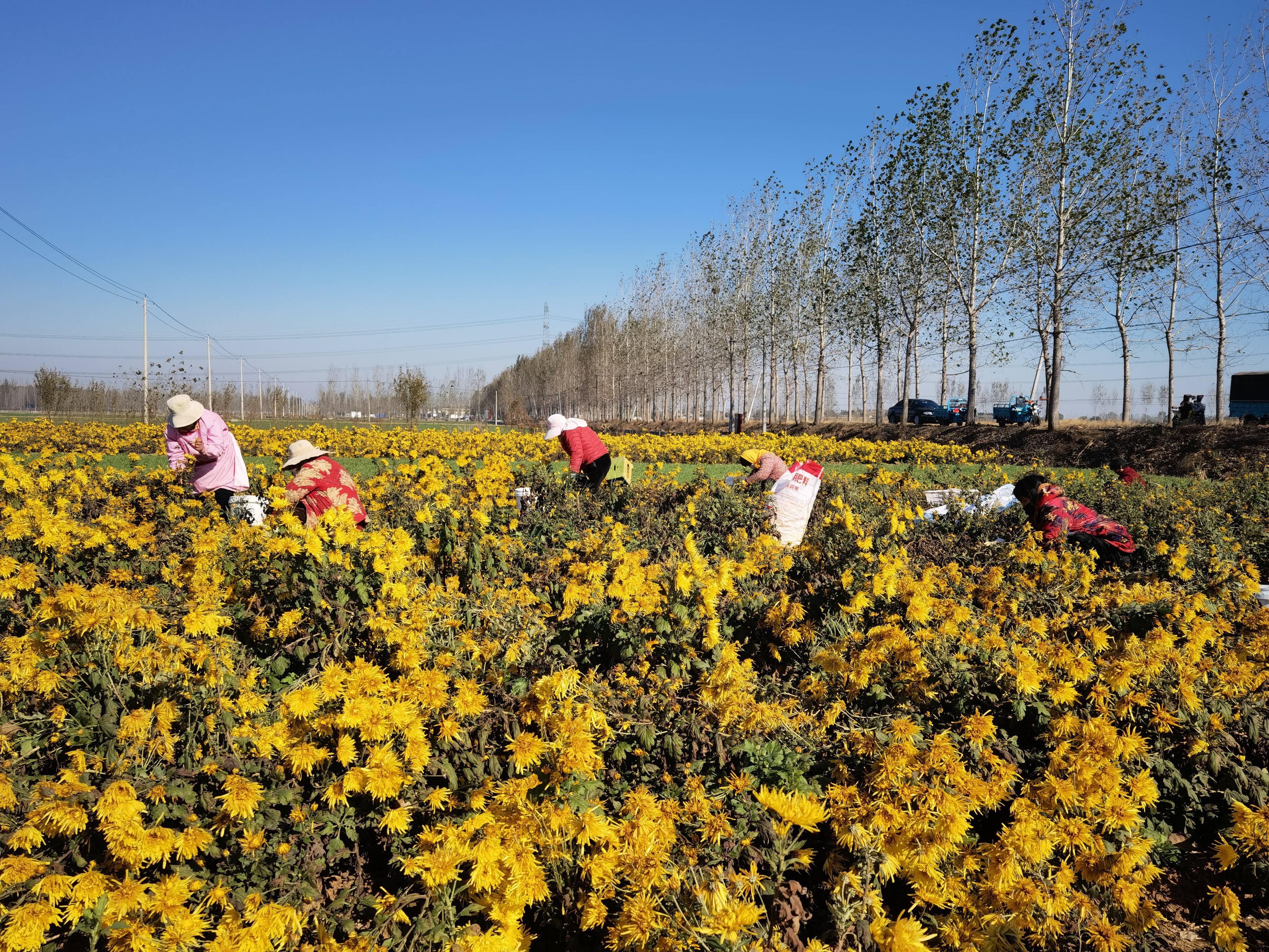 走进峄城区底阁镇朱官庄村的金丝皇菊种植基地,一团团,一簇簇金丝皇菊