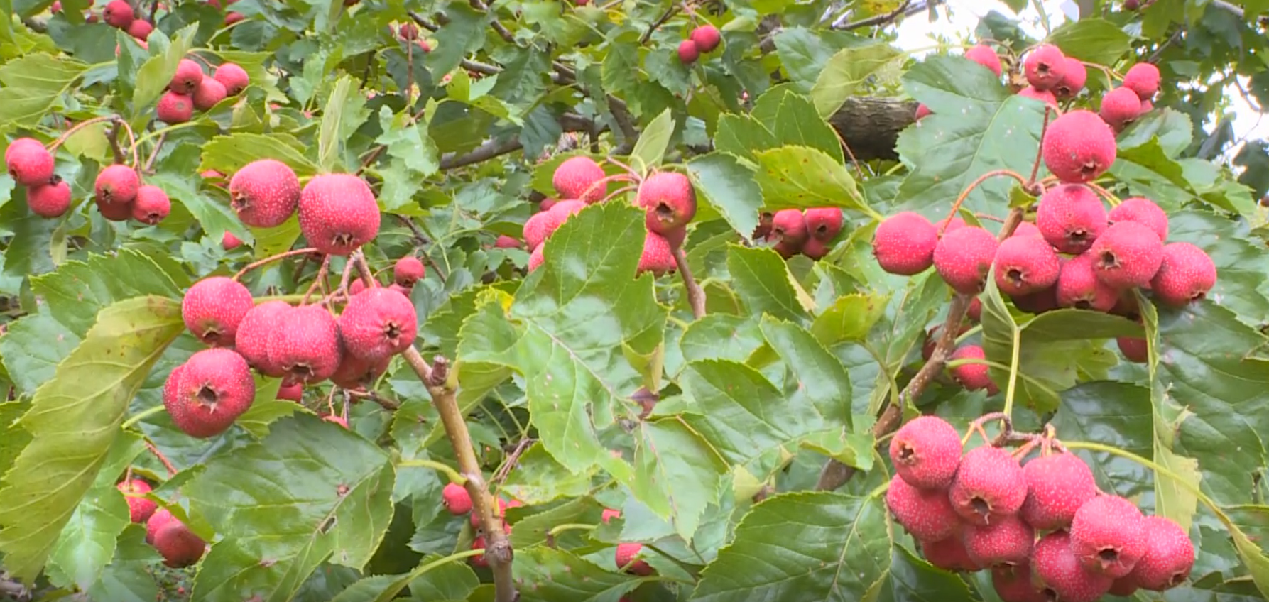 棗莊山亭深秋最愛山裡紅樹樹掛滿紅燈籠