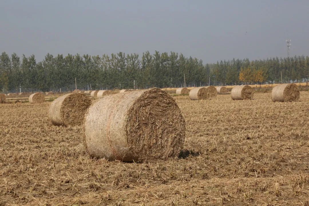 枣庄台儿庄区邳庄镇积极开展秸秆打捆回收综合利用工作