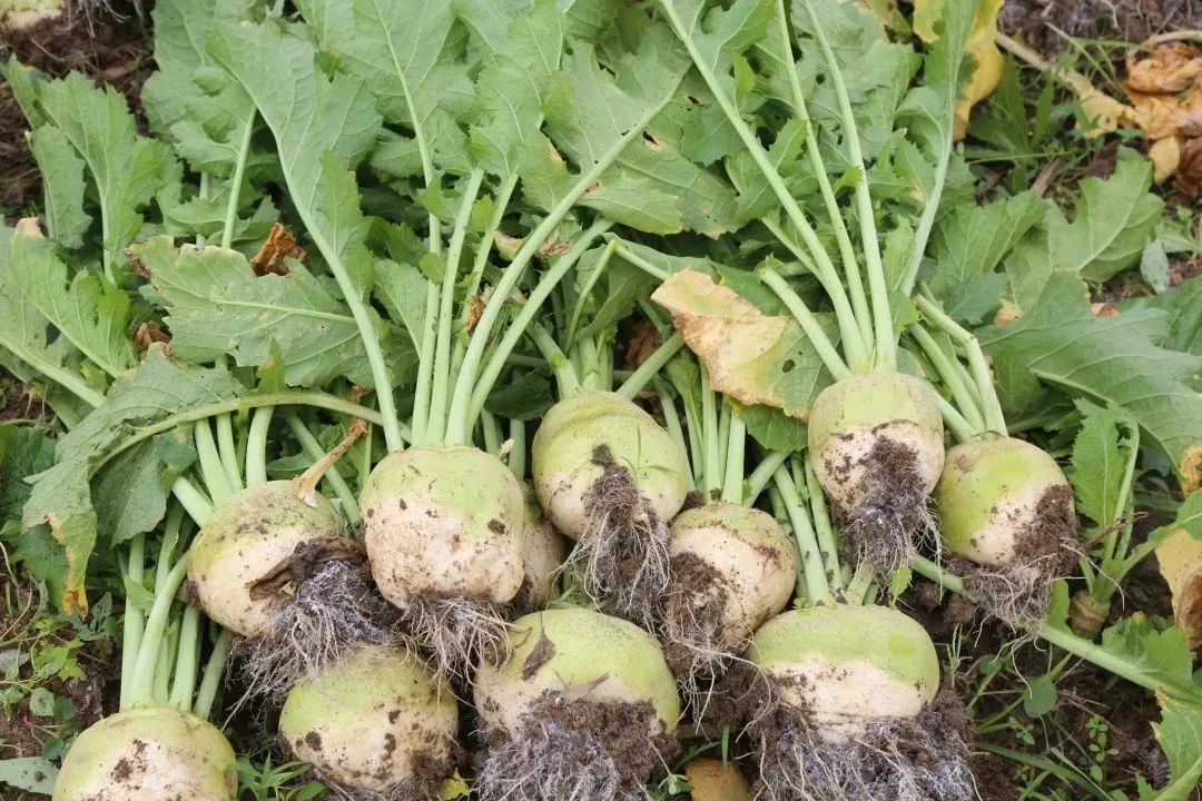 枣庄台儿庄区邳庄镇芥菜疙瘩喜丰收农民增收收获忙