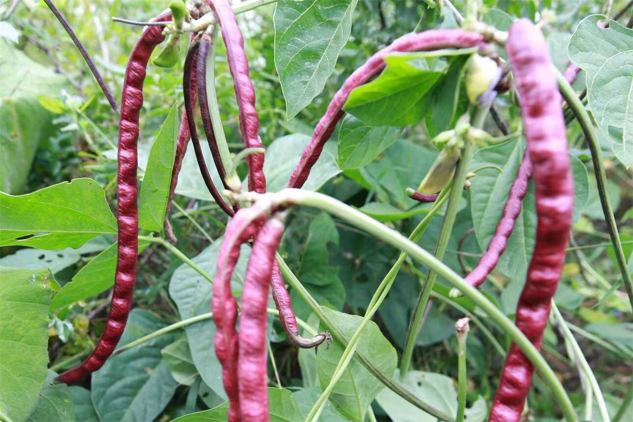 枣庄台儿庄涧头集镇秋豆角丰收了