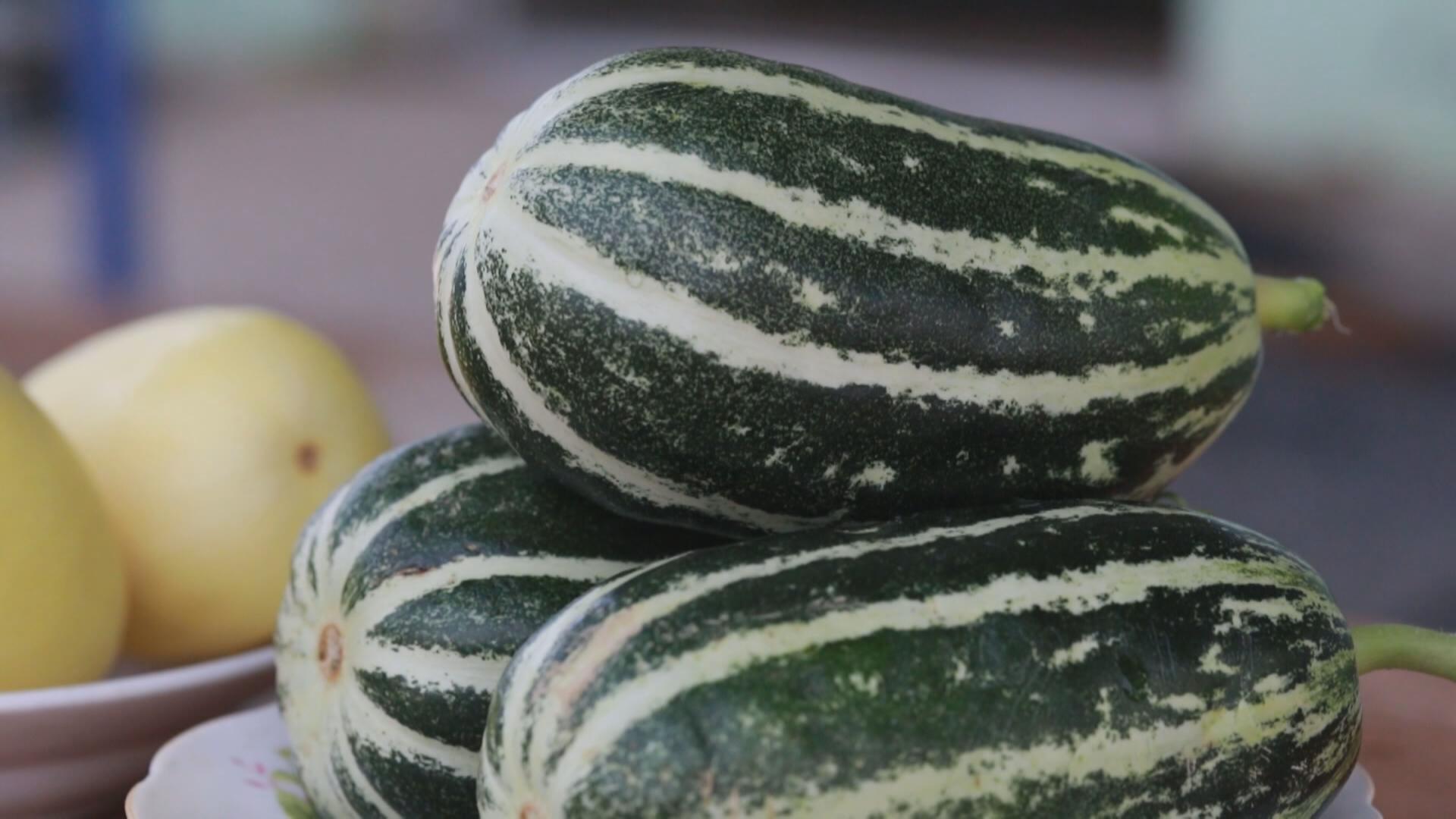 ​利津县:假期恰逢甜瓜季 游客采摘乐融融