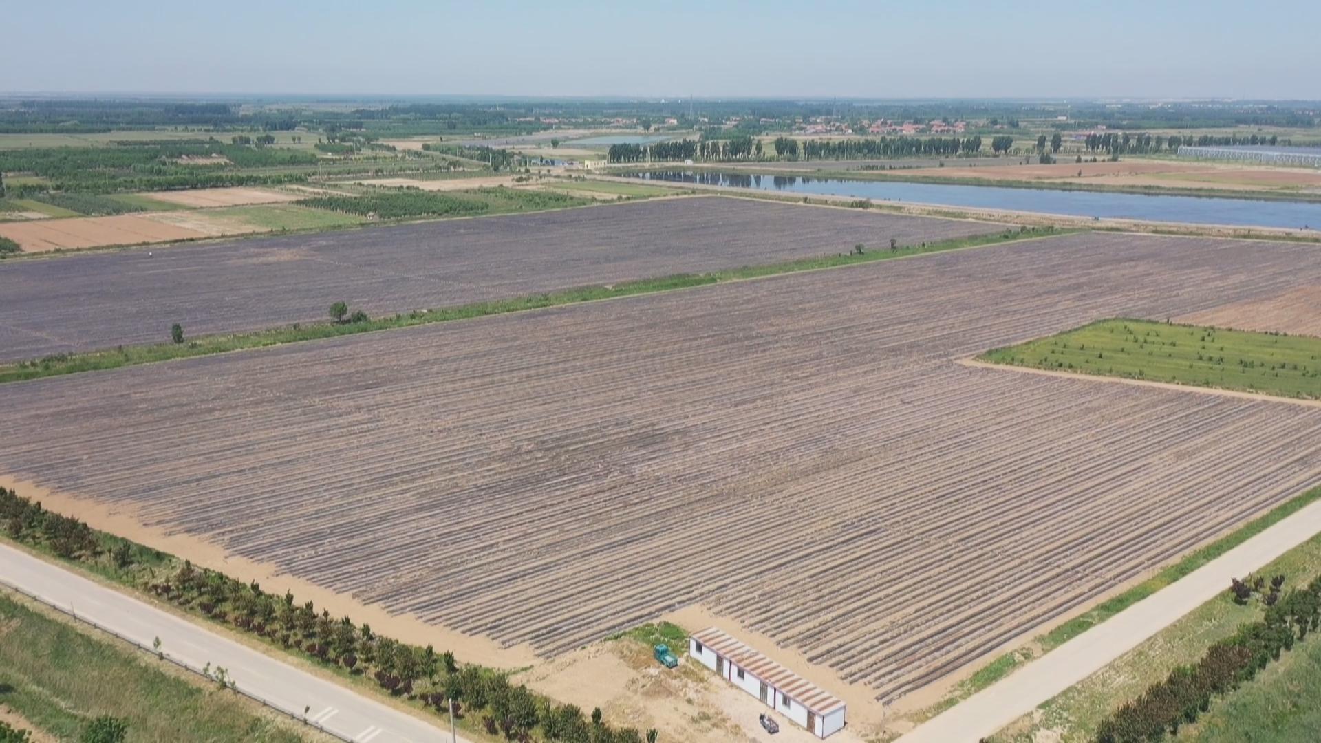 东营市河口区建立盐碱地综合利用体系促进农业高质量发展