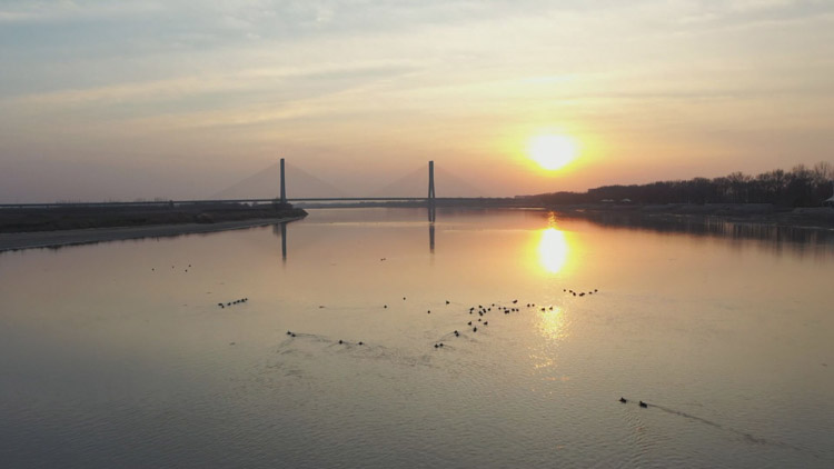 利津黄河尾闾野鸭嬉戏成趣