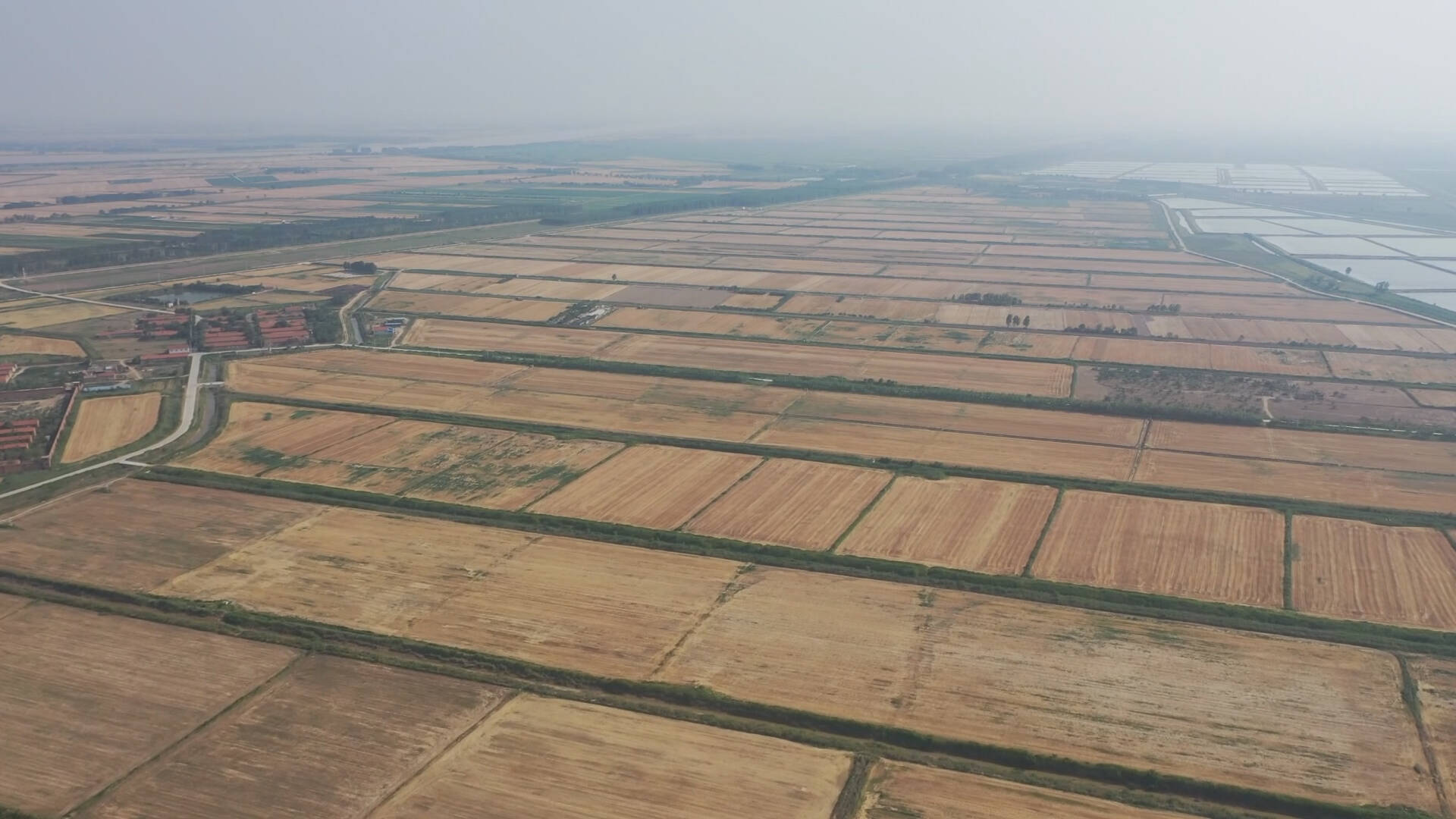 东营利津盐碱地变身丰收田