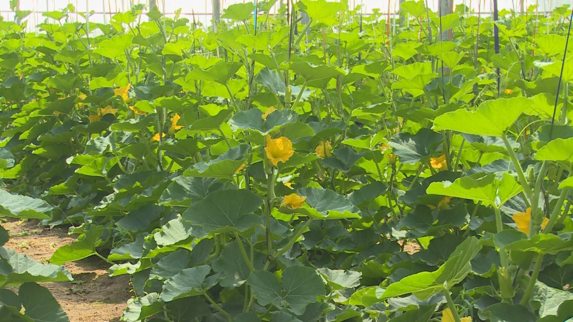 共种植了两千多亩贝贝南瓜,在三月初开始定植,南瓜苗分为三批间隔种植