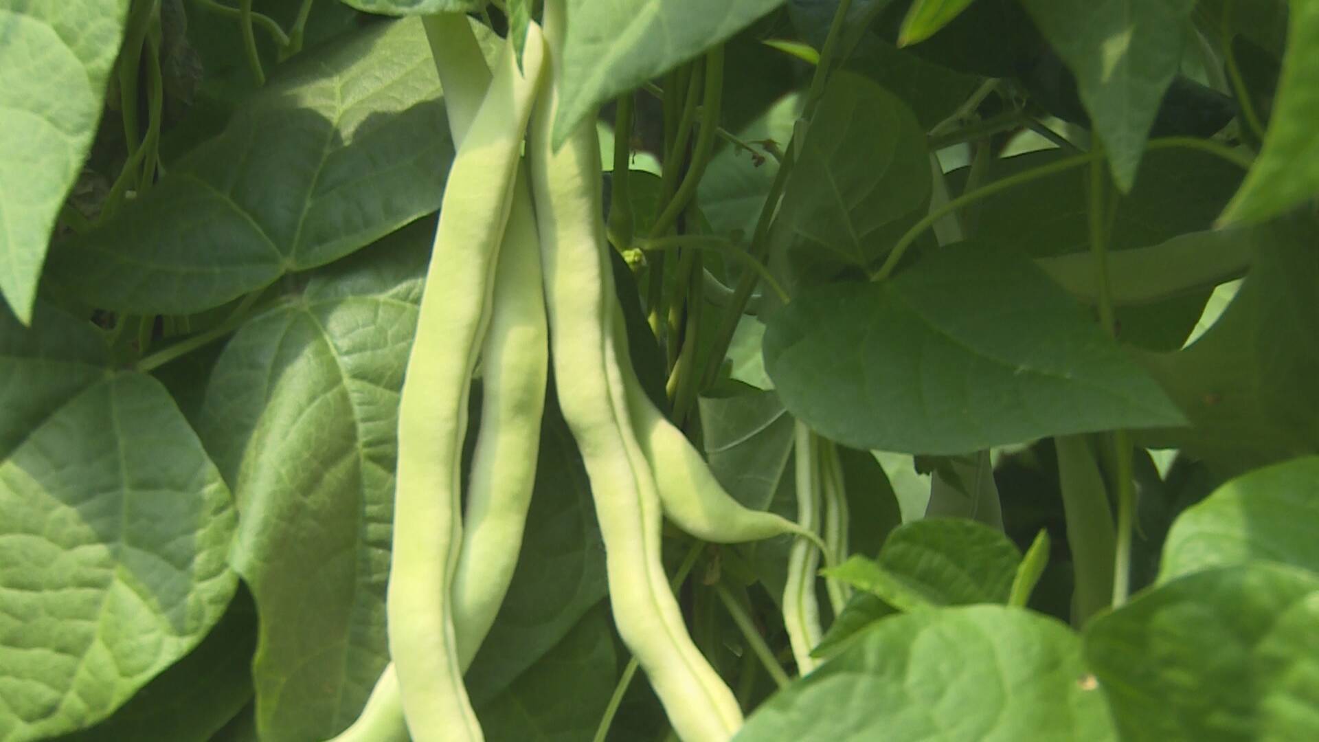 菏泽成武芸豆藤结出致富小金豆