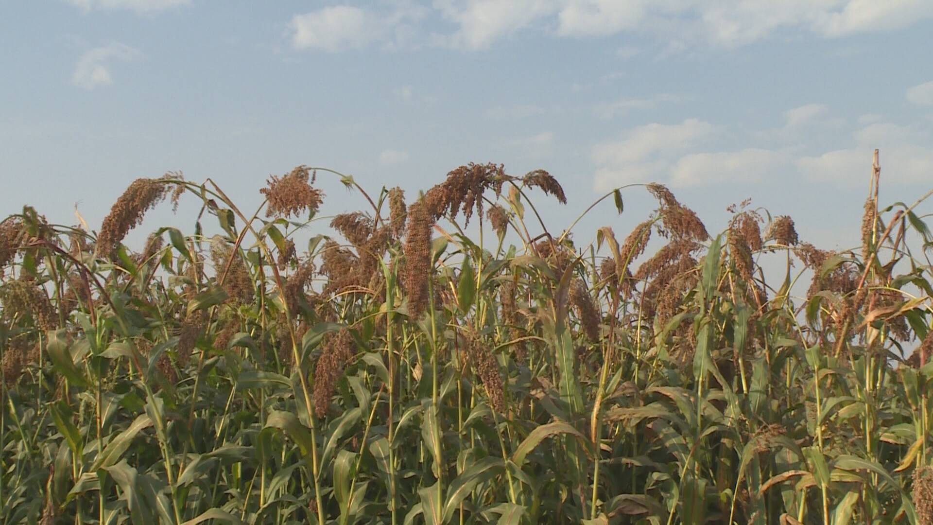 菏泽成武高粱丰收映红农民富裕生活