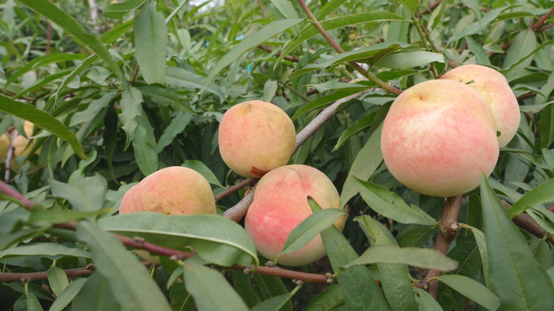 菏泽成武深秋结硕果冬桃正丰收