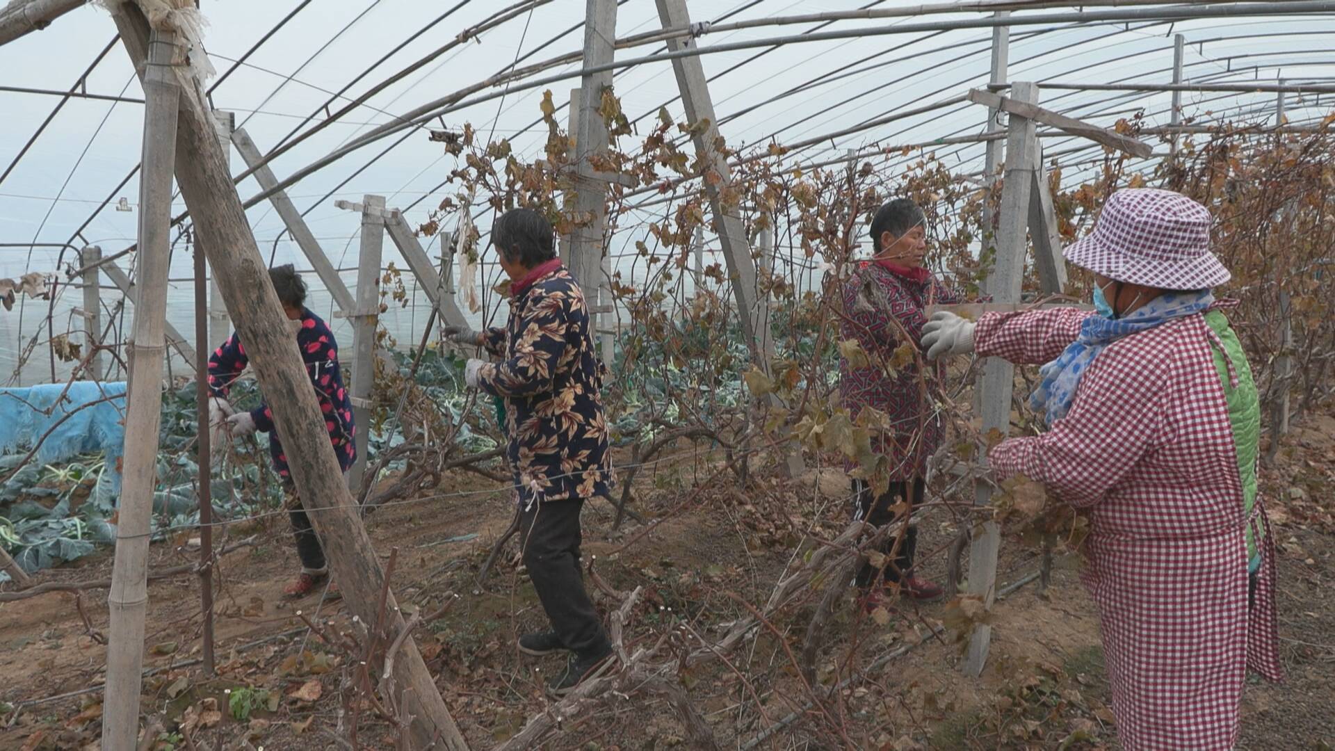 走進天宮廟鎮霍樓村的興增葡萄園,只見工人們正忙著給一排排葡萄剪枝