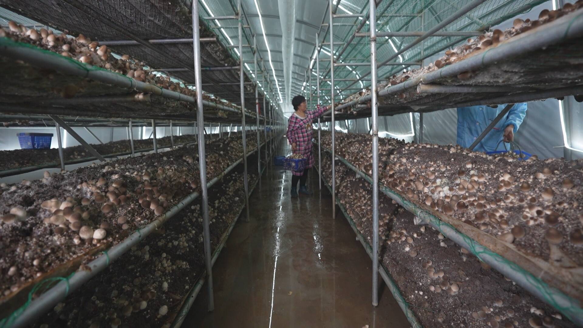 在草菇种植智能温控大棚里,工人们正忙着采收新鲜的蘑菇.