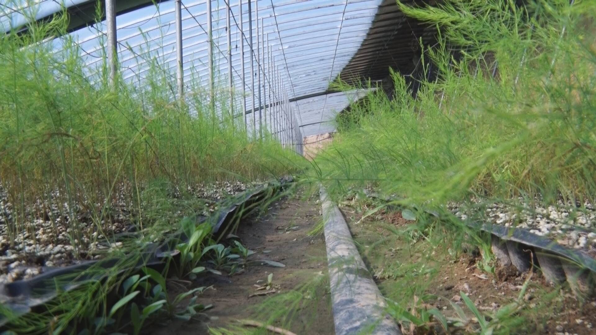 芦笋大棚种植图片