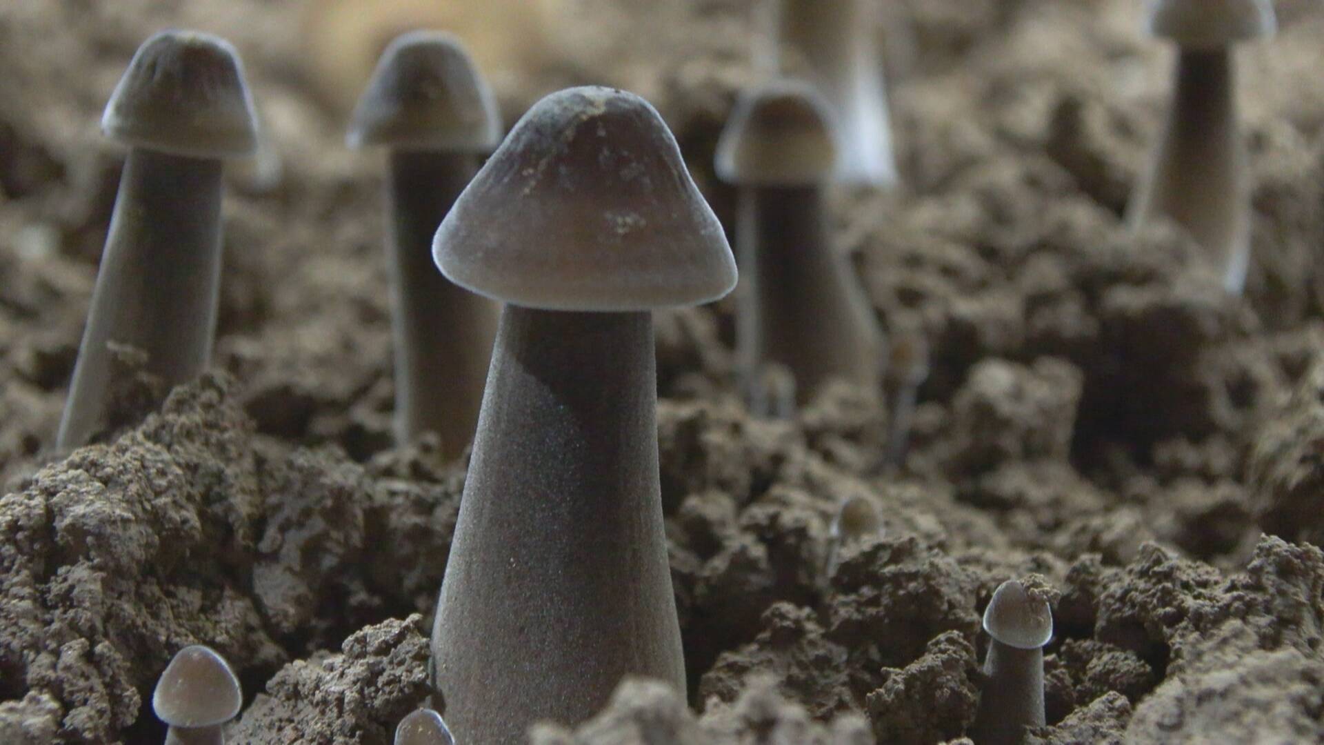 成武:黑皮鸡枞菌 破土生黄金 - 海报新闻