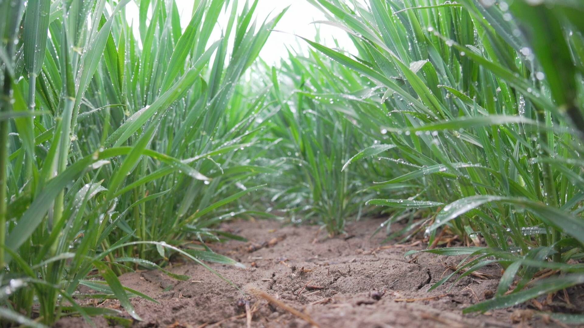 成武:春季"及时雨" 助力小麦拔节生长
