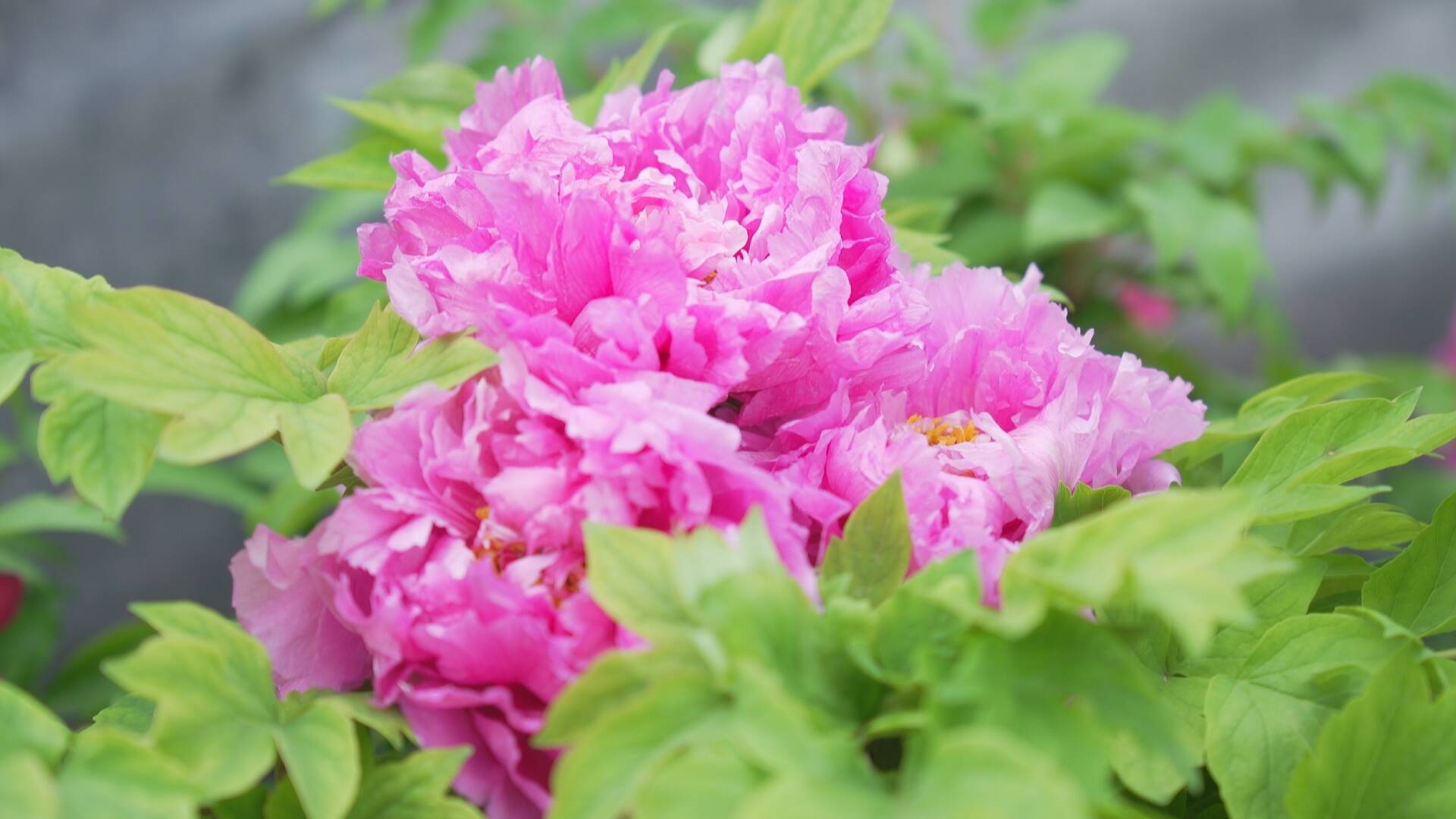 成武:返乡创业种牡丹 推介家乡促致富 - 海报新闻