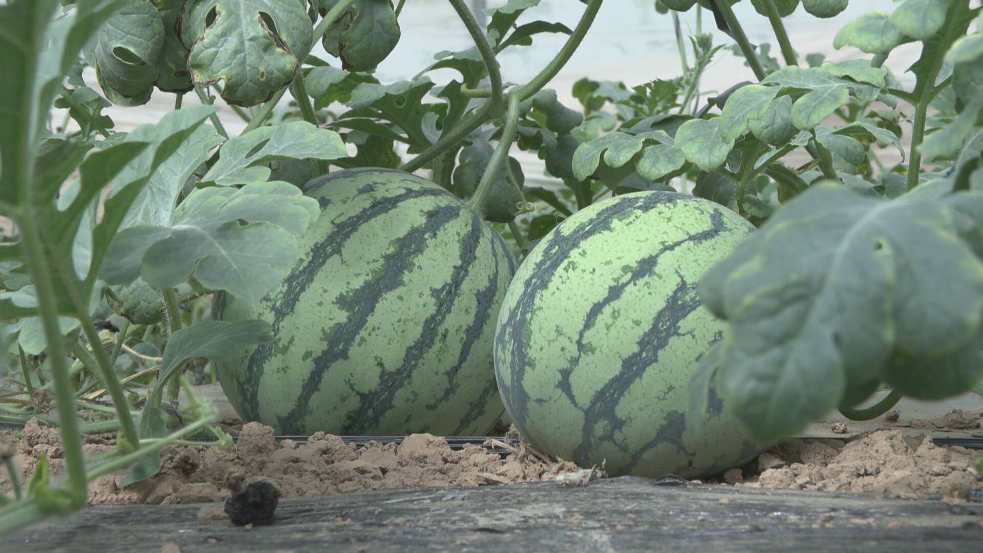 山东成武西瓜丰收甜了舌尖富了农民